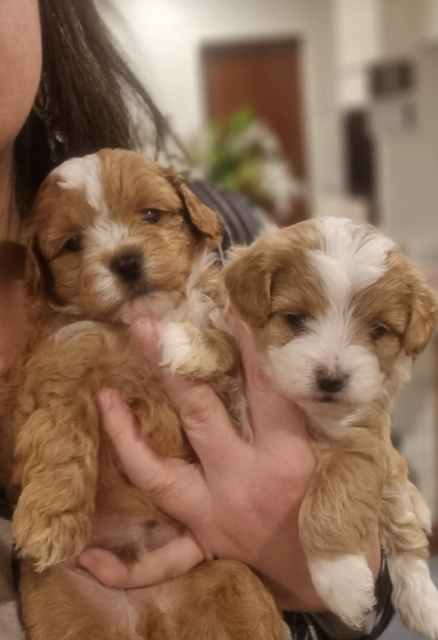 Moodle, Toy poodle cross Maltese shih tzu ( shmoodle ) | Dogs & Puppies ...