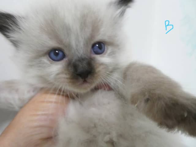 Ragdoll store cats gumtree