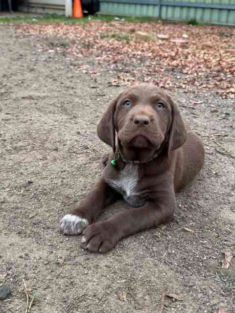 Pointador (Labrador x German Shorthair Pointer | Dogs & Puppies ...