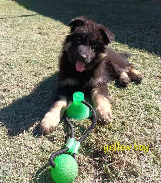 Pure Breed plush coats German Shepherd puppies Dogs & Puppies