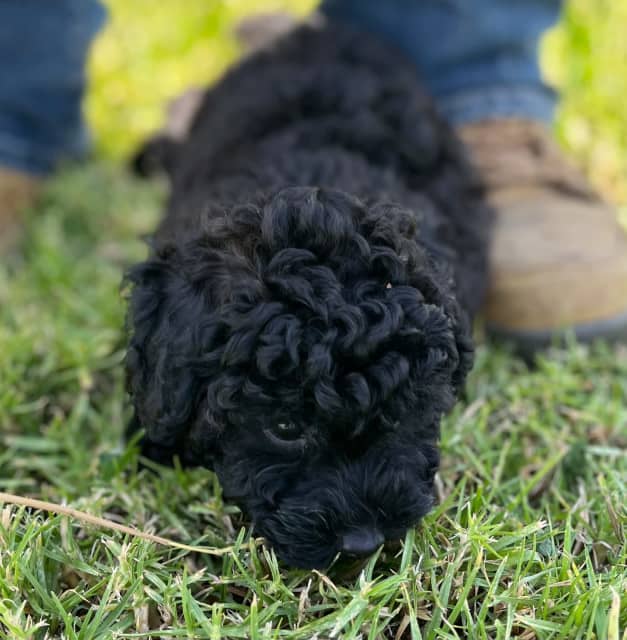 black toy poodle with white chest