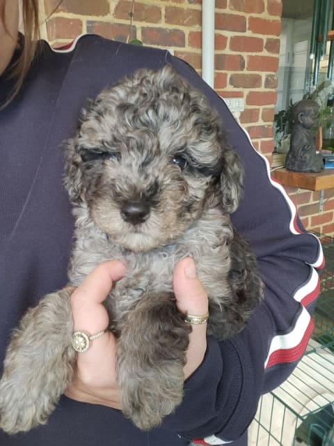 Toy Poodle | Dogs & Puppies | Gumtree Australia Serpentine Area - Oakford |  1313030239