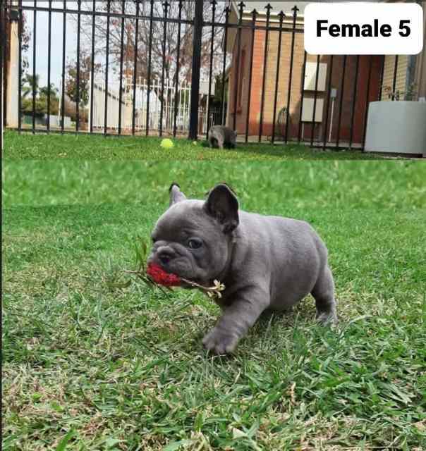 French bulldog puppies for sale Dogs & Puppies Gumtree Australia Port Adelaide Area