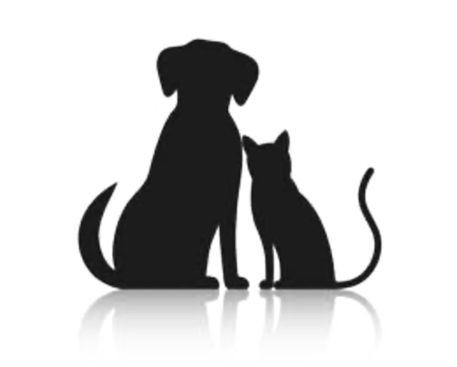 PET SITTER AVAILABLE Qualified Veterinary Nurse 🐾 Sitting Gumtree