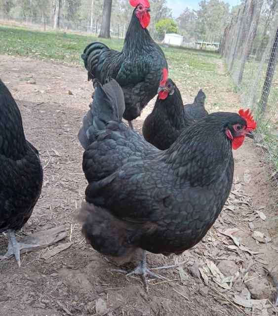 Black Australorp chickens for sale Livestock Gumtree Australia Logan Area Munruben
