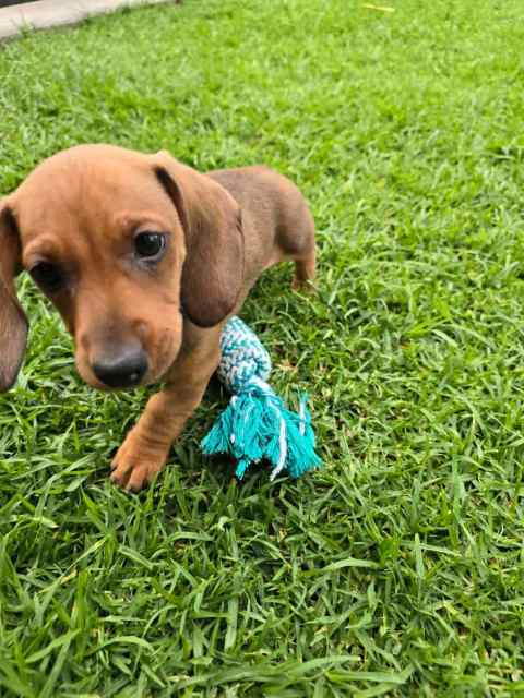 Miniature dachshund puppies looking for a forever home! | Dogs ...