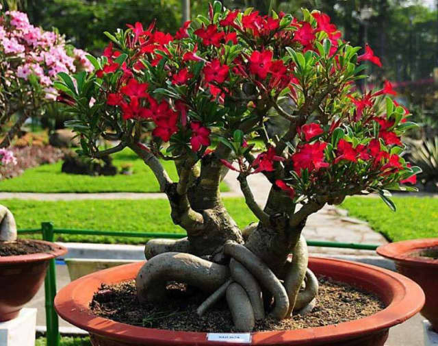 Desert Rose Plant Seeds For Sale Here Oz 