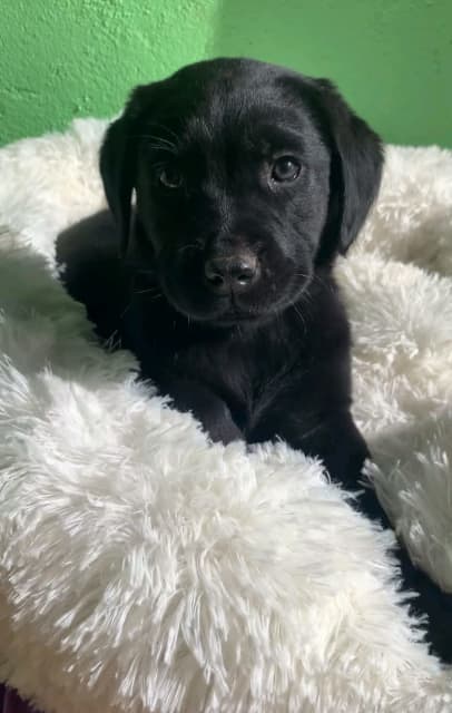 how much are lab puppies worth