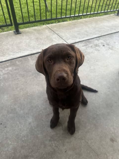 5 Months Old Pure Breed Chocolate Labrador For Sale | Dogs & Puppies |  Gumtree Australia Casey Area - Lynbrook | 1315227104