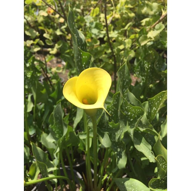 Zantedeschia Calla Lily Plants Gumtree Australia Mitchell Area