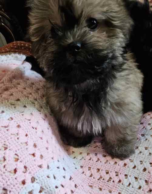 Maltese Shihtzu Dogs & Puppies Gumtree Australia Mandurah Area
