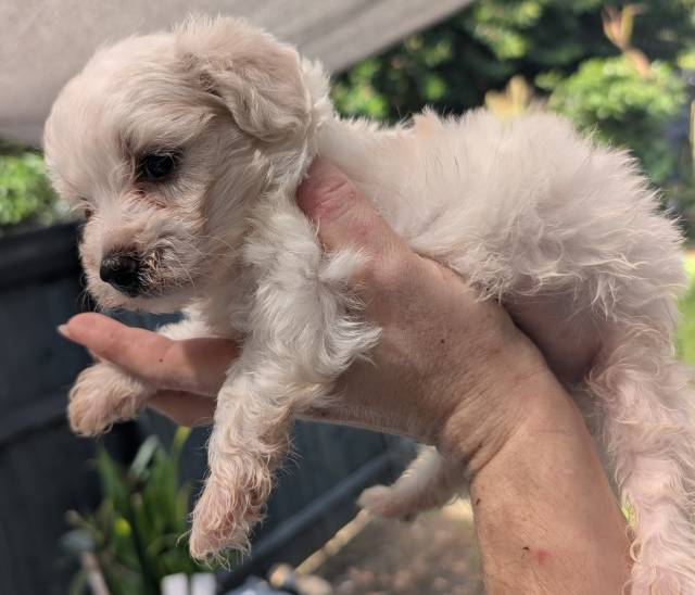 Poodle X Maltese Puppies 