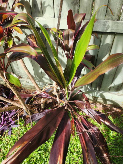 Large Cordyline Plants for sale! - Plants in Buderim QLD | Gumtree ...