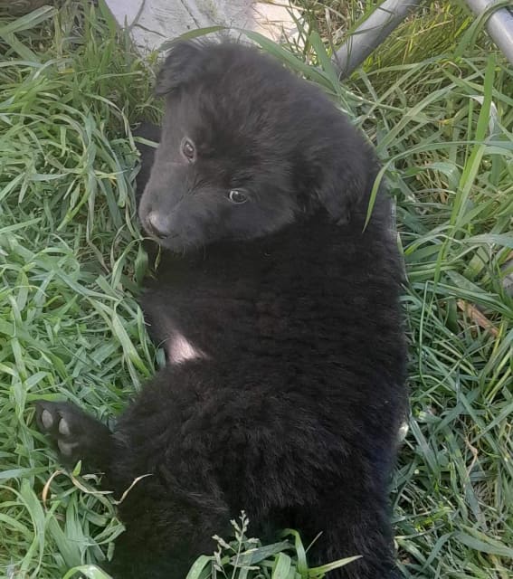 German shepherd x golden retriever puppies Dogs & Puppies Gumtree