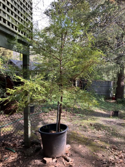 Advanced Sequoia Sempervirens Coastal Redwood Large | Plants | Gumtree ...