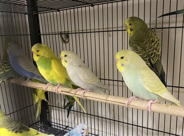 Young budgies | Birds | Gumtree Australia Richmond Valley - Casino ...