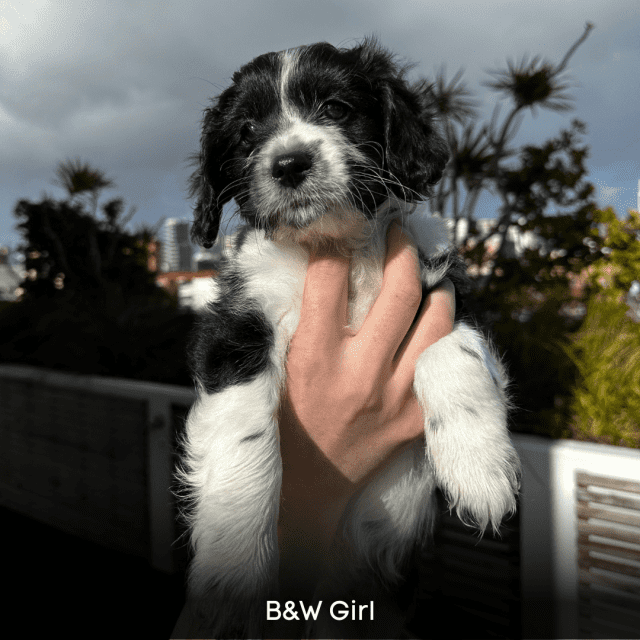 READY 🏠 CavaSchnoo Puppies (Cavoodle x Schnoodle) Dogs & Puppies