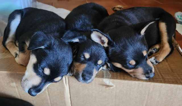 Kelpie/ Huntaway pups | Dogs & Puppies | Gumtree Australia Wyong Area ...