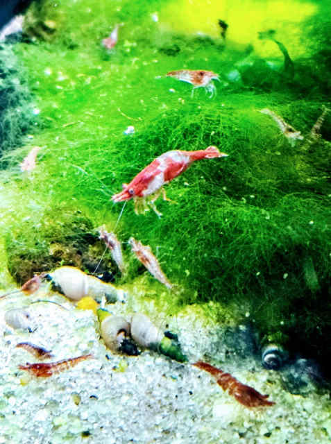 Red Rili Cherry Shrimp | Fish | Gumtree Australia Moreland Area ...