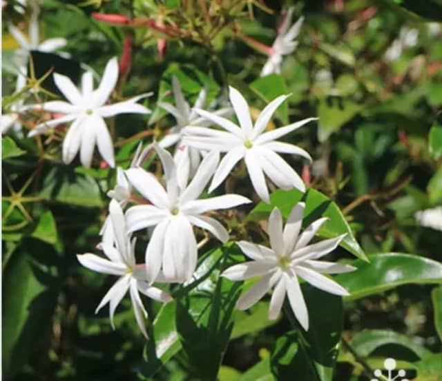 Jasmine, angle wing jasmine plants | Plants | Gumtree Australia Gold ...