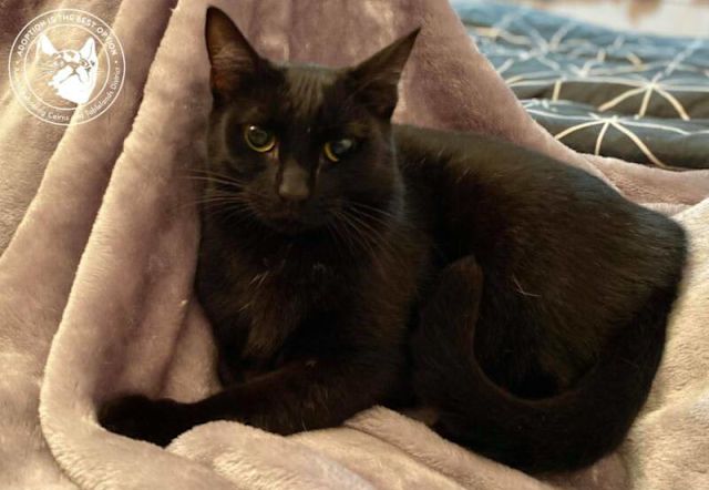 Yasmin is sweet | Cats & Kittens | Gumtree Australia Queensland