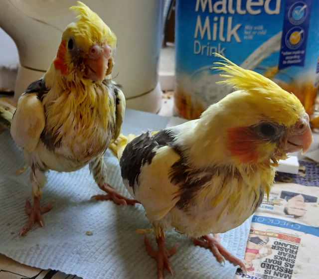 Two hand raised baby cockatiels Birds Gumtree Australia Noosa Area