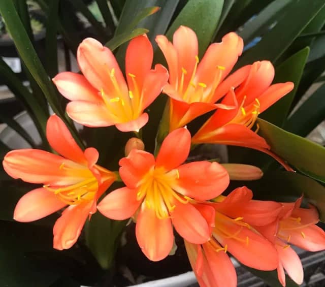 Clivia plants / 6 pots available / size as photos / 10 each pot