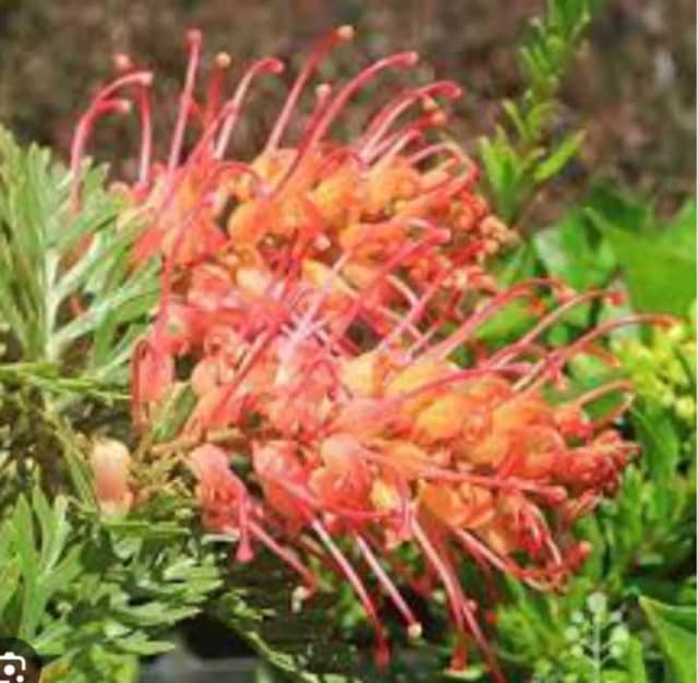 Grevillea soopa doopa - Plants in Cedar Creek QLD | Gumtree Australia