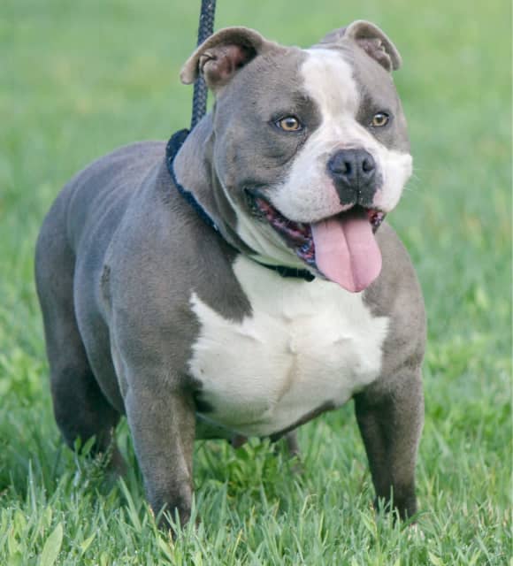 Adult American Pocket bully pure bred | Dogs & Puppies | Gumtree ...