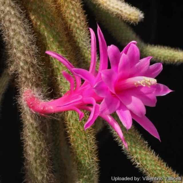 Rat Tail Cactus Plant (Aporocactus flagelliformis) | Plants | Gumtree ...