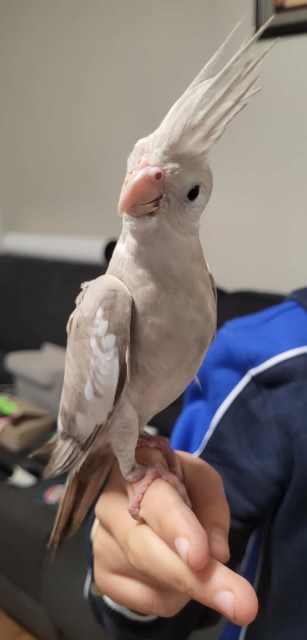 Hand Tame And Aviary Cockatiels Birds Gumtree Australia Gold Coast