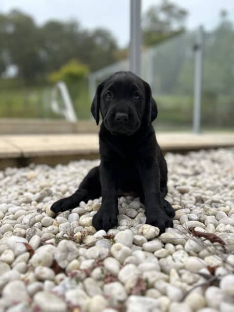 pedigree black lab puppies for sale