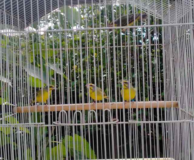 Green singer finches for sale | Birds | Gumtree Australia Liverpool