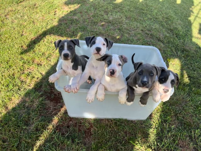 Yarraman store cattle dogs