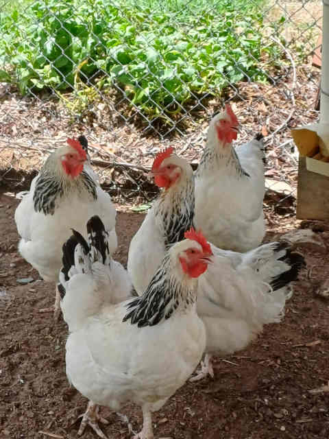 Chickens at christmas
