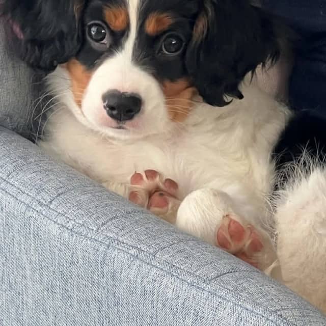 King Charles Cavalier x Papillon Dogs & Puppies Gumtree Australia