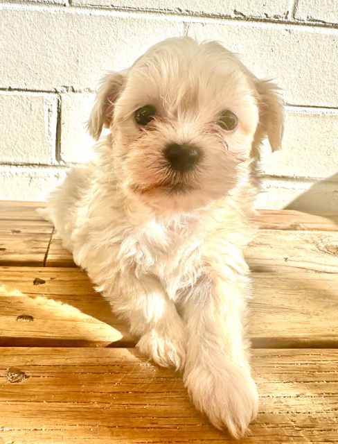 Gorgeous girl Shmoodle puppy (Shihtzu Maltese Poodle) | Dogs & Puppies ...