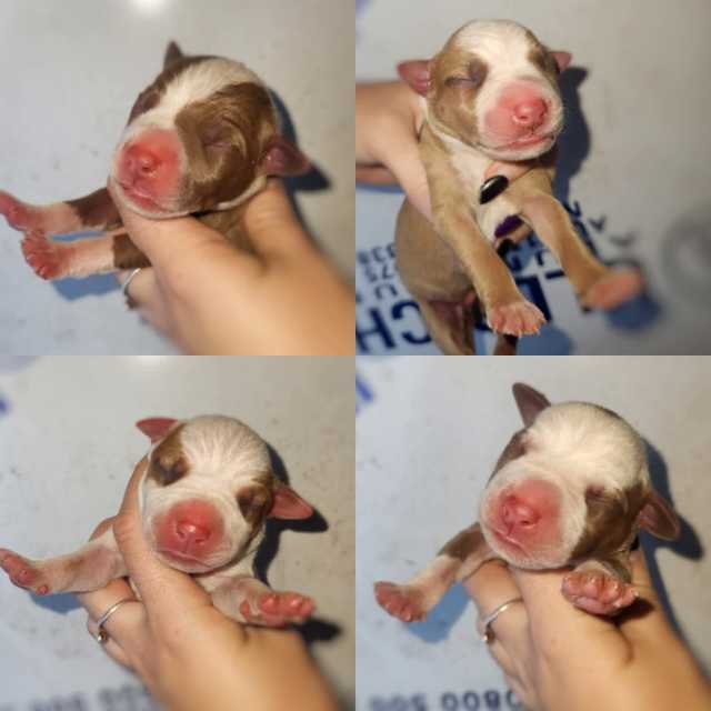 rednose amstaff Dogs & Puppies Gumtree Australia Mackay City