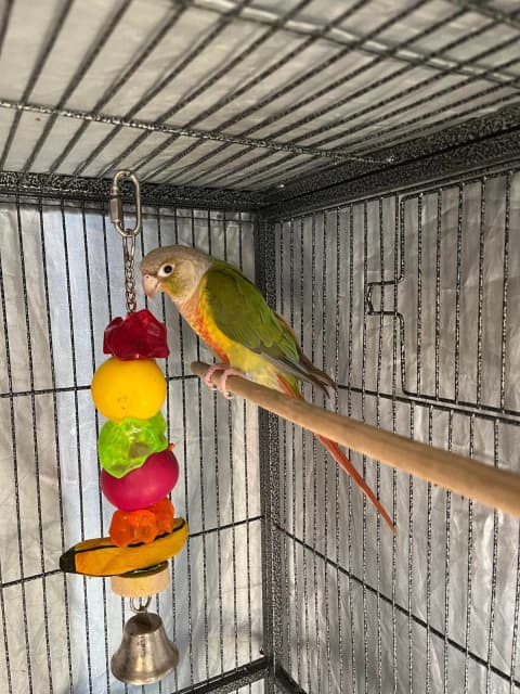 pineapple conure for sale