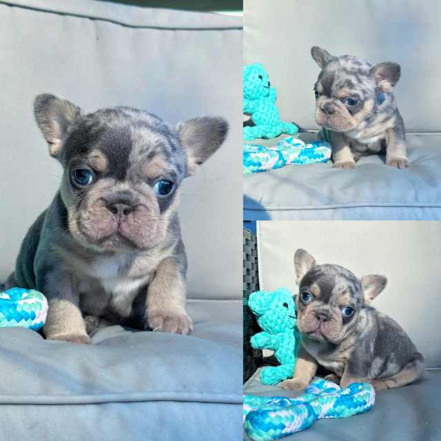 French bulldog puppy ready now Dogs & Puppies Gumtree Australia