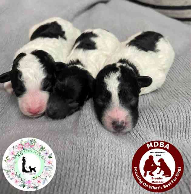Toy Poodle puppies, Pedigree Papered. Parti colours. Dogs & Puppies