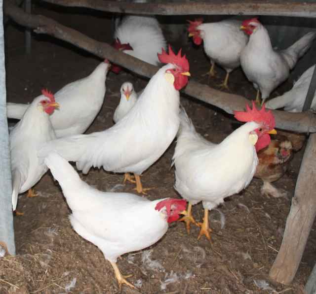 Bantam Leghorn Chickens | Livestock | Gumtree Australia Young Area ...