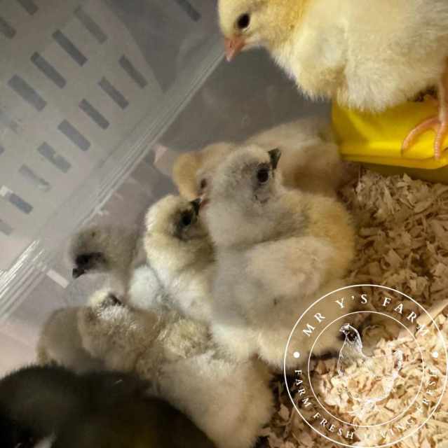 Silkie & Olive Egger Baby Chicks Grey and White Livestock Gumtree