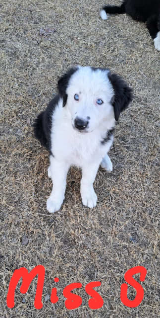 Absolutely Gorgeous Pure breed Border Collies | Dogs & Puppies ...