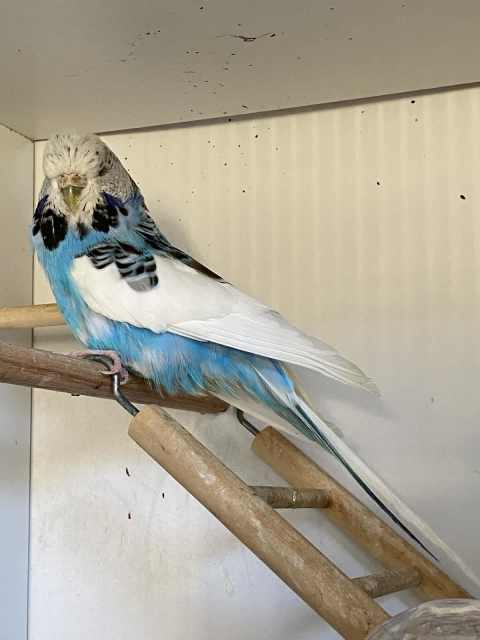 Blue Pied Adult Show Rung Budgie | Birds | Gumtree Australia Wanneroo ...