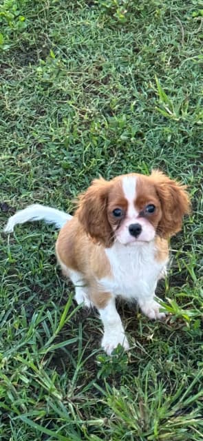 Dogzonline cavalier best sale king charles spaniel