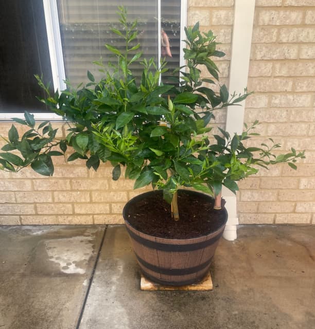 Semi dwarf Washington navel orange tree in plastic barrel pot Plants