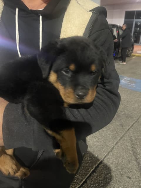 German Rottweiler | Dogs & Puppies | Gumtree Australia Parramatta Area -  Toongabbie | 1311882975