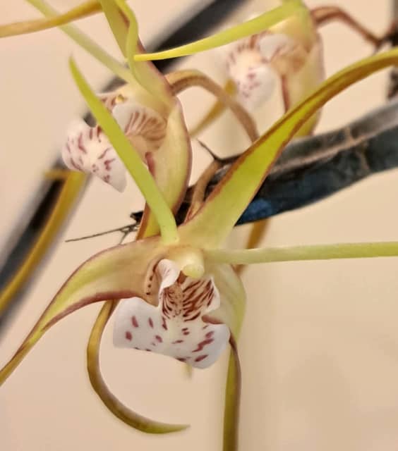 Orchid plant..dendrobium tetragonum Plants Gumtree Australia