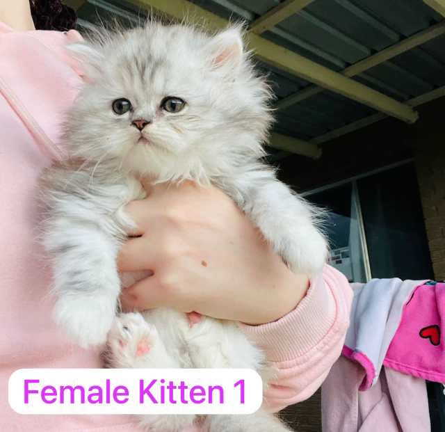 Persian cat hot sale gumtree